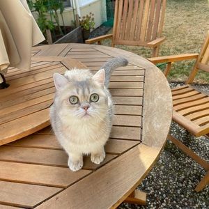 Meet your Posher, Beibei